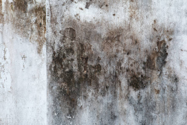 Ocala Estates, FL Mold Removal Company